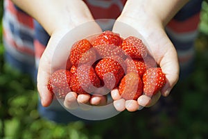 Girl holding a juicy strawberry in hand