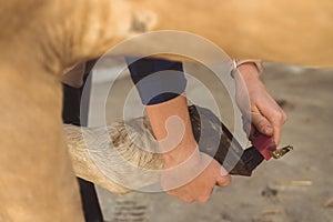 Girl Holding The Leg Of A Palomino Horse Cleaning Horse Hoof - Horse hygiene