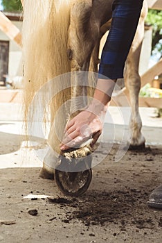 Girl Holding The Leg Of A Palomino Horse Cleaning Horse Hoof Outside The Stable