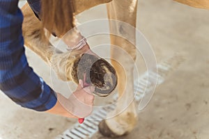 Girl Holding The Leg Of A Palomino Horse Cleaning Horse Hoof Outside The Stable