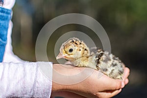 Girl holding a new born baby turkey chick.