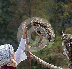 A girl holding an owl on a tree branch