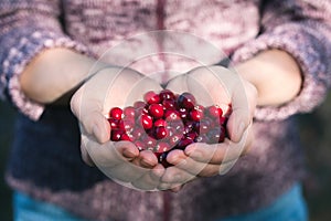 Girl holding palms full of fresh ripe cranberries