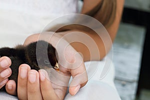 Girl Holding a Partidge Chick