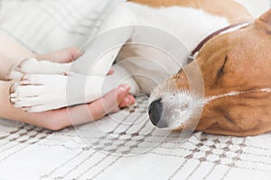 Girl holding paws and dog head. Basenji dog.