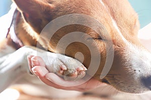Girl holding paws and dog head. Basenji dog.
