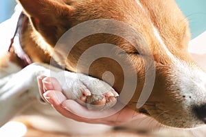 Girl holding paws and dog head. Basenji dog.