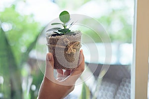 Girl holding plant pot in hand