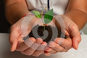 A girl holding a plant sprout in her hands with young green leaves