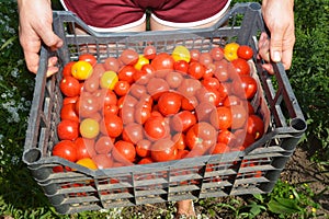 A girl is holding a plastic crate full of red and yellow tomatoes harvested from a vegetable garden in late summer