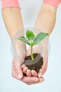 A girl is holding seedlings in her hands