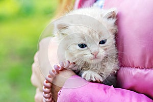 Girl holding a small cute defenseless kitten. Love for animals