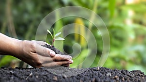 girl holding small trees in both hands to plant in the ground.