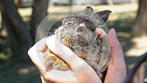 Girl is Holding a Small Wild Fluffy Baby Bunny. Little Bunny in the Palm. Slow Motion