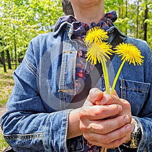 girl holding three dandelion flowers in her hands