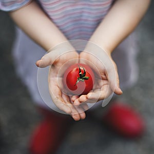 Girl Holding Tomato Vegetable Crop