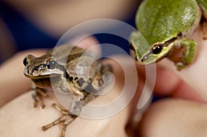 Girl holding two Oregon tree frogs close up