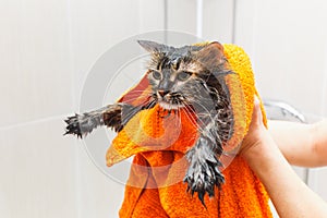 Girl holding a wet cat in an orange towel in the bathroom