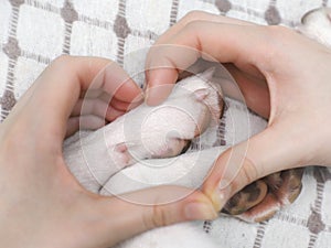 A girl holding a white dog`s paws.