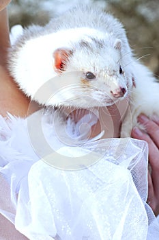 Girl holding a white ferret