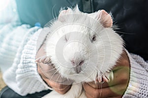 Girl holding a white guinea pig.