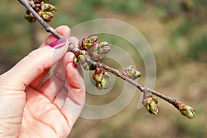 Girl holds a branch in her hand. Early spring, buds swelled and spreads first leaves of fruit tree, cherry