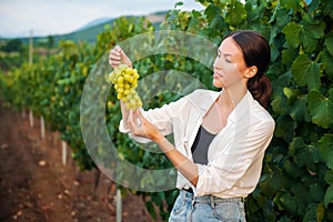 The girl holds a bunch of grapes and checks the quality on the background of the vineyard. Winemaker technologist