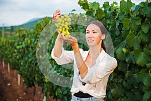 The girl holds a bunch of grapes and checks the quality on the background of the vineyard. Winemaker technologist