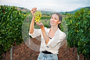 The girl holds a bunch of grapes and checks the quality on the background of the vineyard. Winemaker technologist