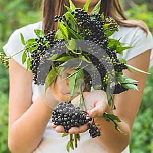Girl holds in hands clusters fruit black elderberry in garden Sambucus nigra. Elder, black elder.