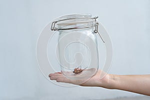 The girl holds on her palm a glass jar with a cockroach inside