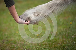 Girl holds a hoof of horse