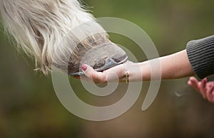 Girl holds a hoof of horse