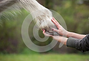 Girl holds a hoof of horse photo