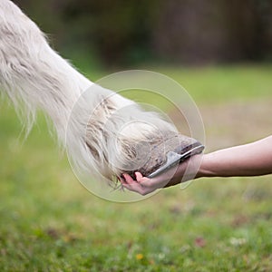 Girl holds hoof of white horse