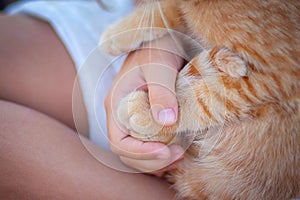 The girl holds the kitten`s paw in her hands. Friendship of a cat and a child. Summer vacation