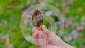 The girl holds Morchella conica in her hand.