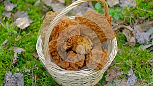 The girl holds Morchella conica in her hand.