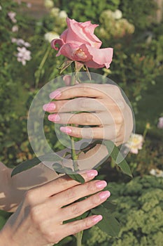 A girl holds pink rose flower by hands with beauti