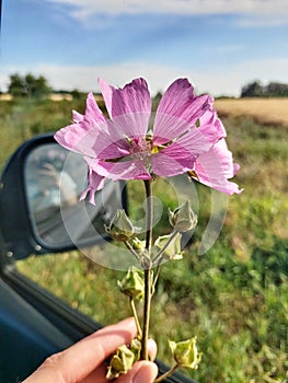 A girl holds a plucked purple flower