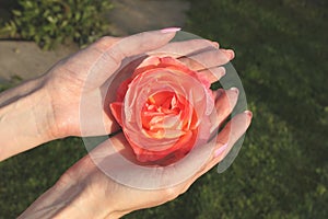 A girl holds red rose flower by hands with beautiful manicure in a dacha garden