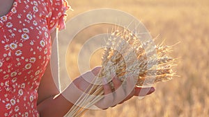 A girl holds a sheaf of ripe wheat in a field. Agriculture, agribusiness.