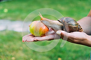 A girl holds a snail and an apple by two her hands on the street. The pedigree snail slowly crawls to the apple