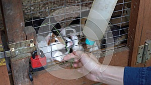 The girl holds stalks of grass in her hand and feeds rodents through the bars. Many self guinea pigs in closed cage are