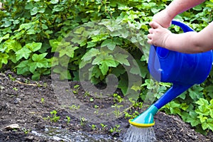 The girl holds a watering can with two hands, watering the bed in the garden, child labor. photo