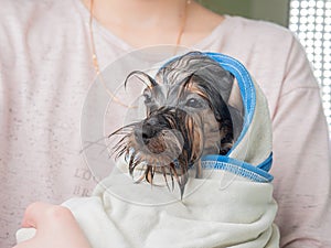 A girl holds a Yorkshireman terrier puppy wrapped in a blue towel in her hands after bathing.