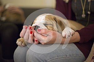Girl hugging Cute English Bulldog Puppies while sleeping
