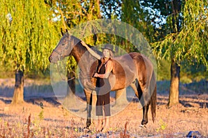 A girl hugs a horse against a background of trees, the rays of the setting sun fall on them