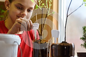 A girl inserts indicative plates for seedlings into plastic bottles with seedlings of berry bushes