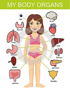 Girl internal organs. hild vector medical organs system. Female human internal organs on girl body infographic diagram